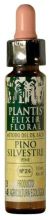 Pine Plantis Nº 24 10 ml